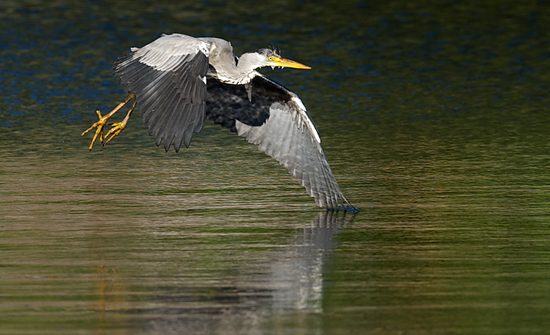 Gråhegre - Grey heron (Ardea cinerea).jpg